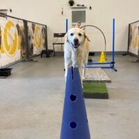 movement puzzle bij Wereldhond