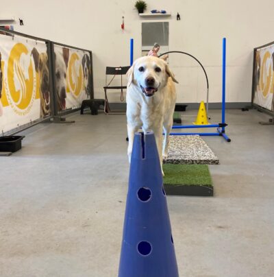 movement puzzle bij Wereldhond
