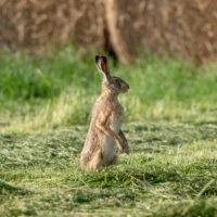 Najagen - Maandag 9 februari om 18:30 uur
