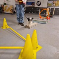 Puppy Gym - Dinsdag 5 mei om 19:30 uur