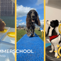Summerschool Agility / Move2gether - Zaterdag 11 juli om 09:00 uur