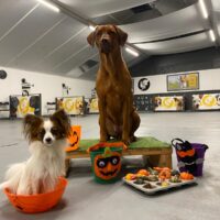 Workshop Kind & Hond Halloween 👻🎃🧟♀️ - Zaterdag 31 oktober om 14:00 uur